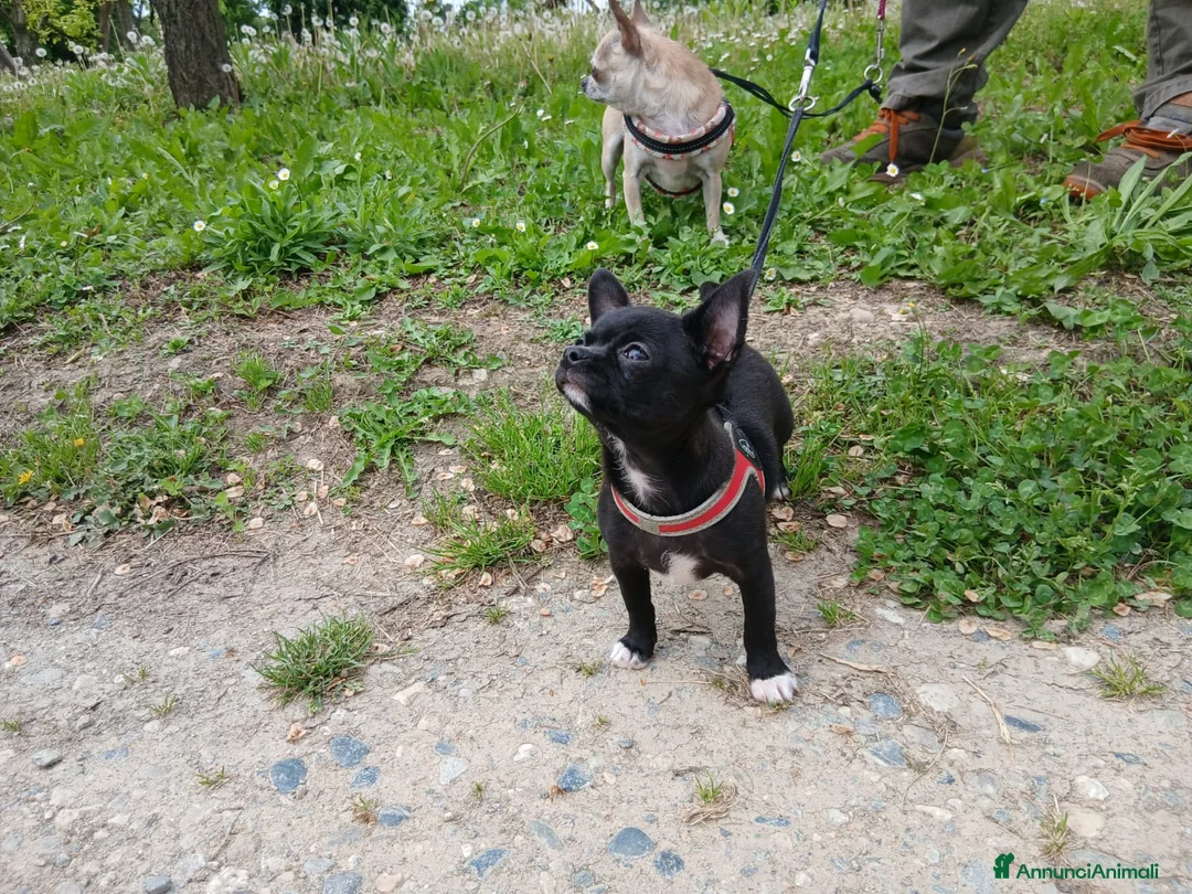 Chihuahua cani in vendita: Chihuahua maschio con Pedigree  - Annuncio 2