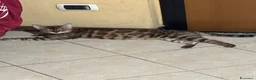 Bengala gatti in vendita: Gatto bengala - Annuncio 3
