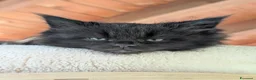 Maine Coon gatti in vendita: Cuccioli di Maine Coon alta qualità  - Annuncio 2