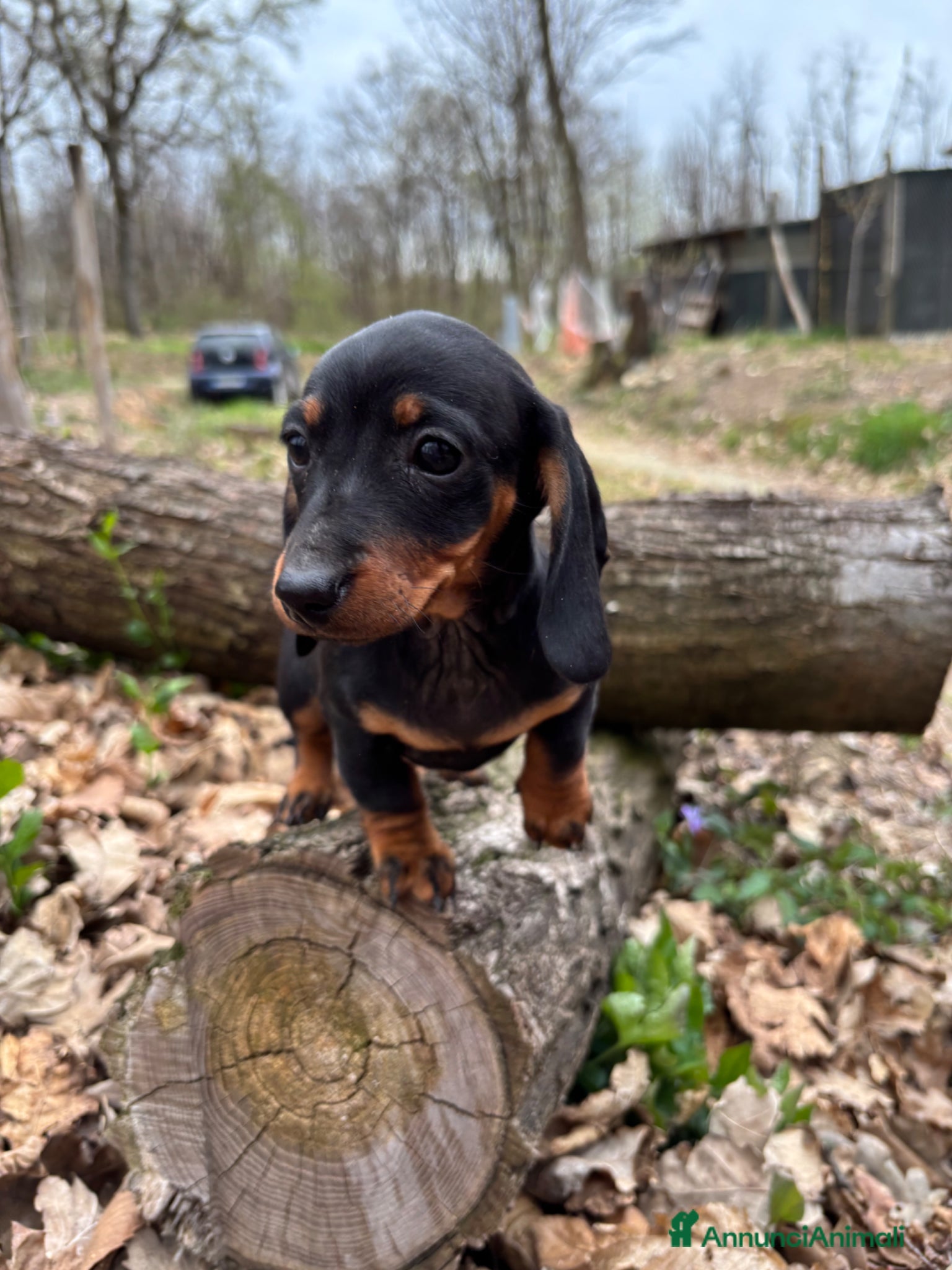 Bassotto cani Bassotto tedesco - Annuncio 1
