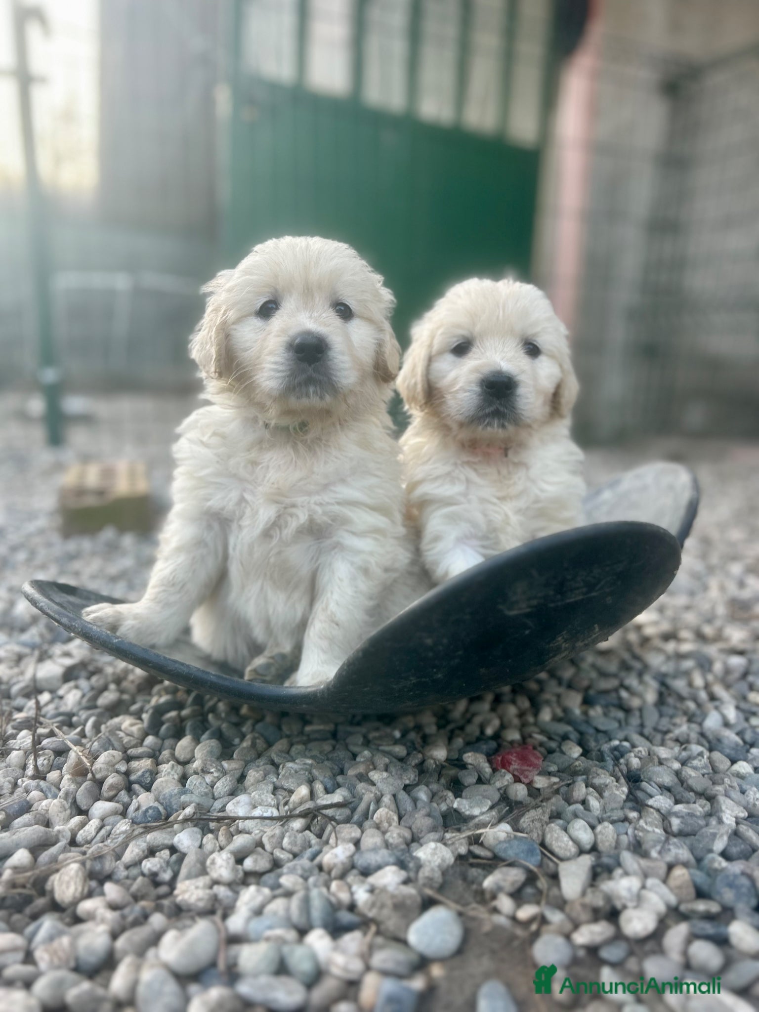 Golden Retriever cani Cuccioli Golden Retriever  - Annuncio 2