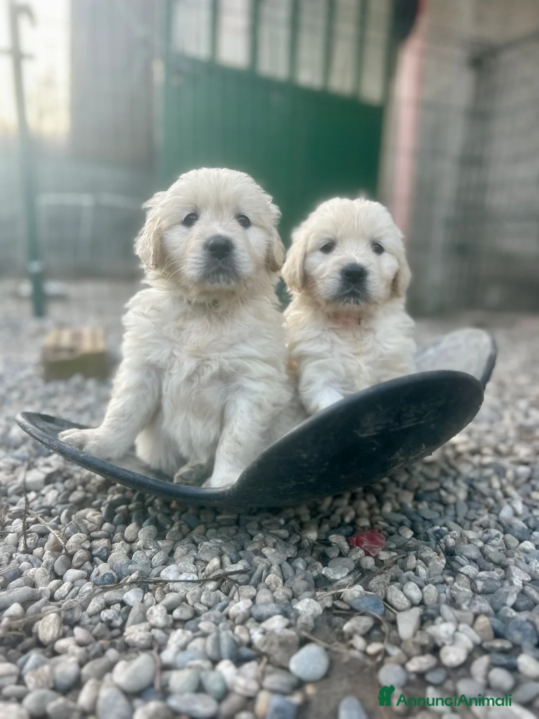 Golden Retriever cani in vendita: Cuccioli Golden Retriever  a Provincia di Alessandria - Annuncio 2
