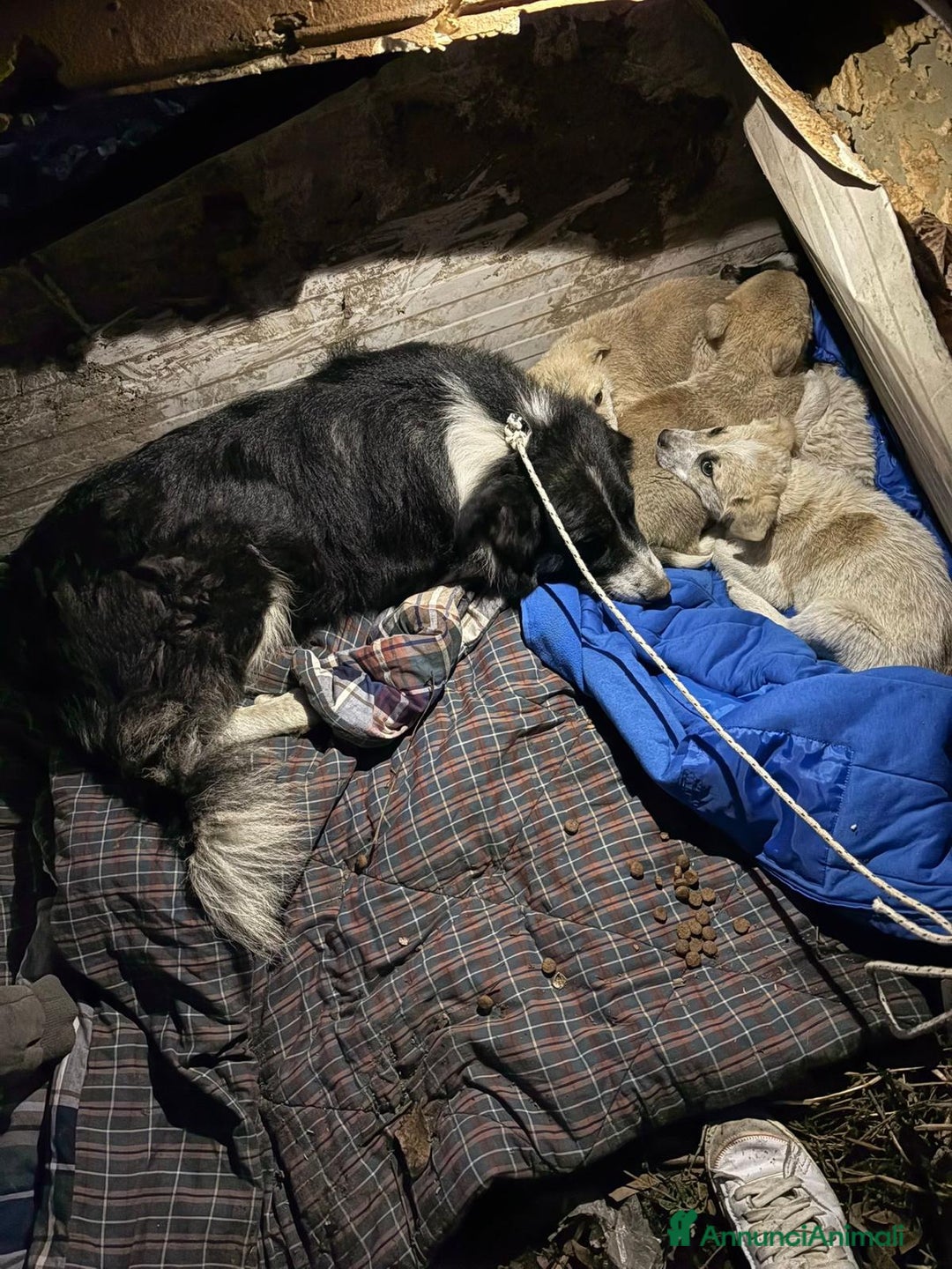 Meticcio cani in regalo: Roseto: 2 mesi taglia media - Annuncio 7