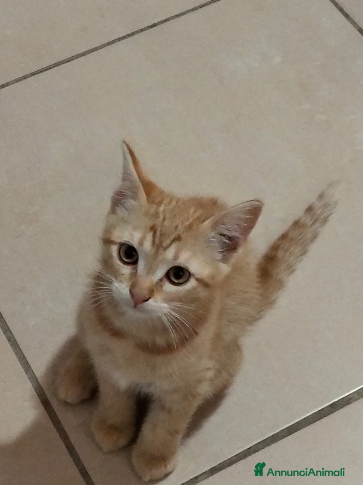 Meticcio gatti Gattina Rossa (Ginger) per donazione gratuita - Annuncio 1