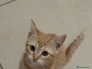 Meticcio gatti Gattina Rossa (Ginger) per donazione gratuita - Annuncio 2