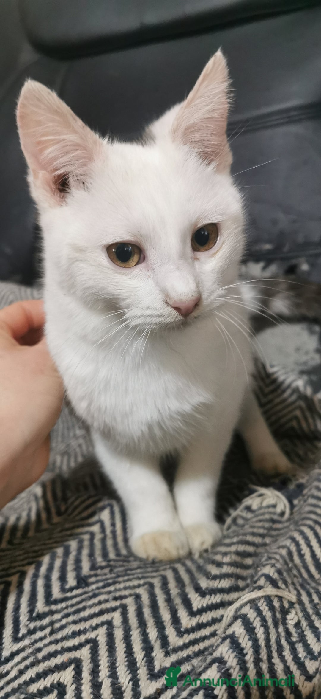 Europeo gatti in regalo: Gattino Maschio Bianco - Annuncio 7