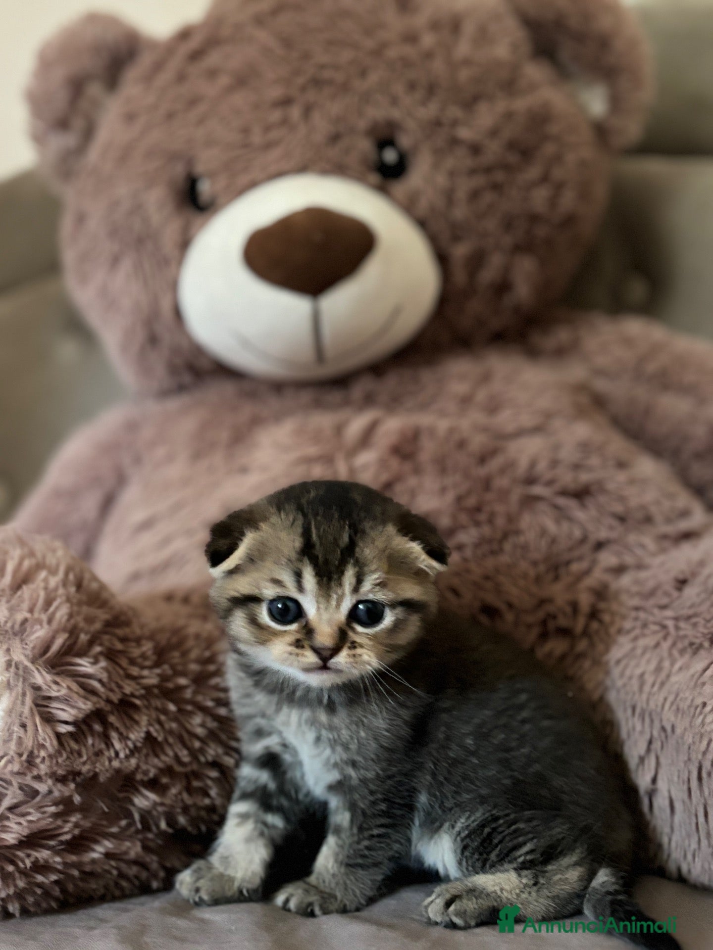 Scottish gatti Vendesi scottish Fold/straight - Annuncio 29