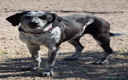 Segugio cani in regalo: VIRGINIA, una timida cagnolina  a Pomezia - Immagine 6