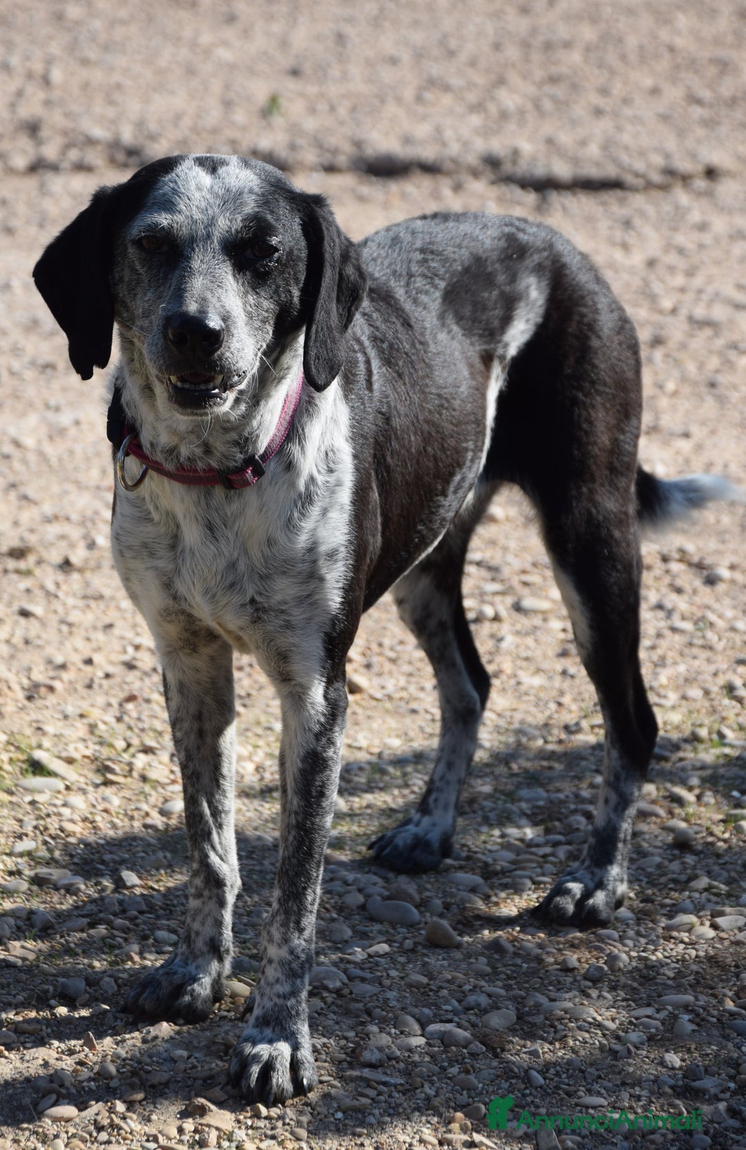 Segugio cani in regalo: VIRGINIA, una timida cagnolina  a Pomezia - Annuncio 6