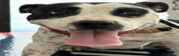 Meticcio cani in regalo: Mini pit bullina, 16 kg. 3 anni  - Annuncio 8