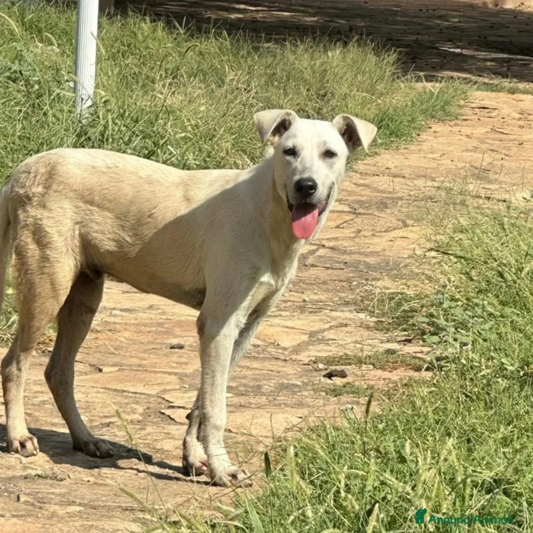 Meticcio cani in regalo:     GIOVE 💙 UN TIPO SPECIALE CERCA CASA a Provincia di Como - Annuncio 2
