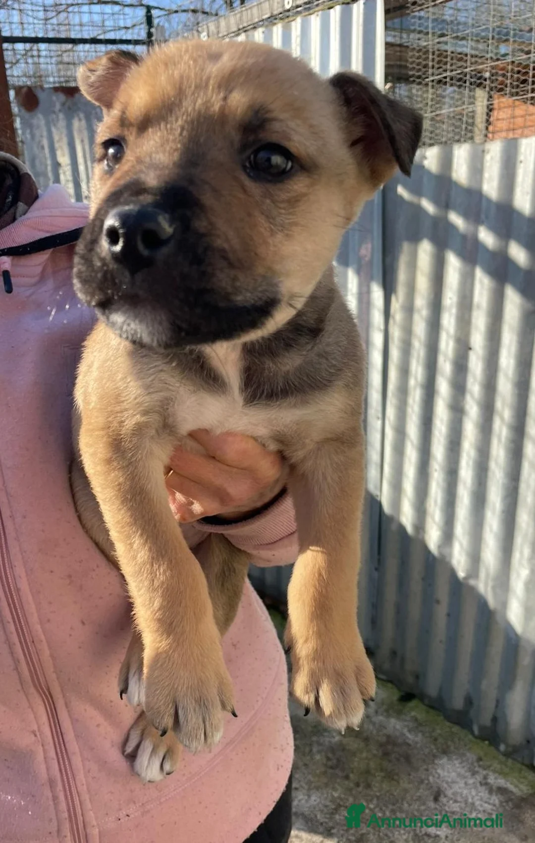 Meticcio cani in regalo: TENERO CUCCIOLO MIX AMSTAFF - Annuncio 4