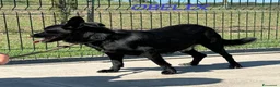 Meticcio cani in regalo: OBELIX cagnolino fantastico a Città Metropolitana di Firenze - Annuncio 5