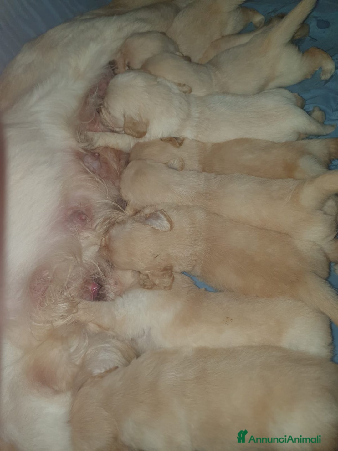 Golden Retriever cani in vendita: Cuccioli di Golden Retriever - Annuncio 3