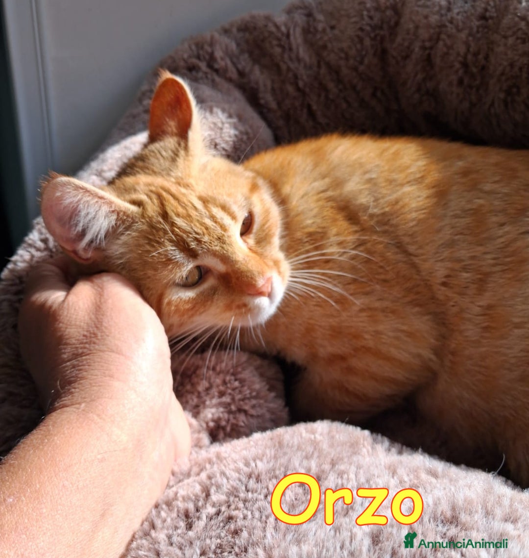 Europeo gatti in regalo: ORZO MICINO ADORABILE - Annuncio 5