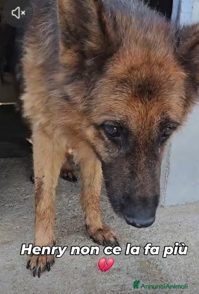 Meticcio cani in regalo: Henry 10 anni - Annuncio 4