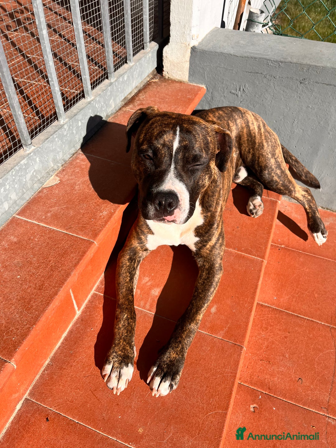 American Staffordshire cani in regalo: Regalo cucciolo - Annuncio 3