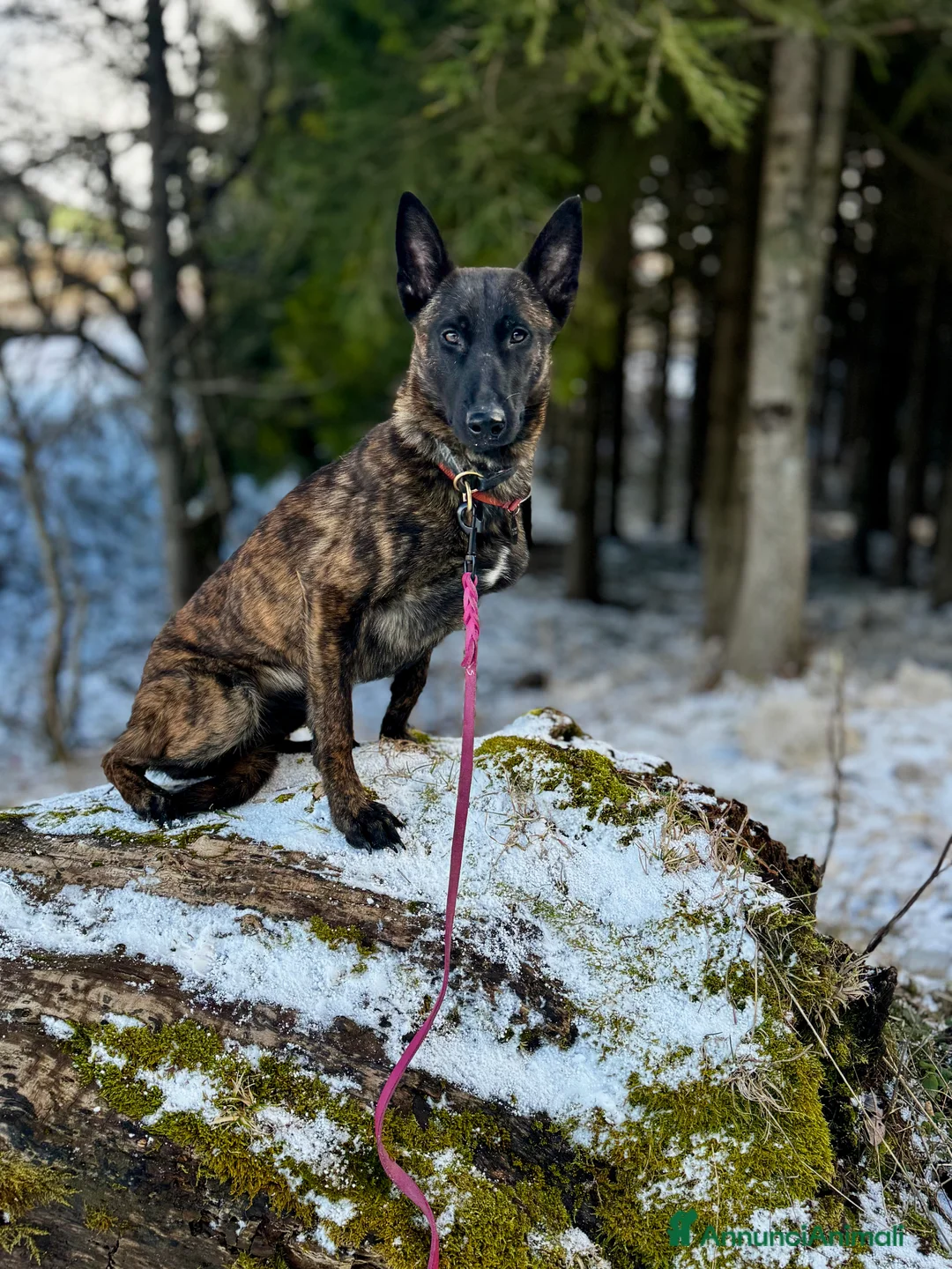 Pastore Olandese cani in vendita: Cuccioli di pastore olandese con pedigree - Annuncio 2