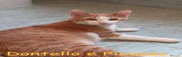 Europeo gatti in regalo: Donatello e Picasso gattini supercoccoli - Annuncio 9