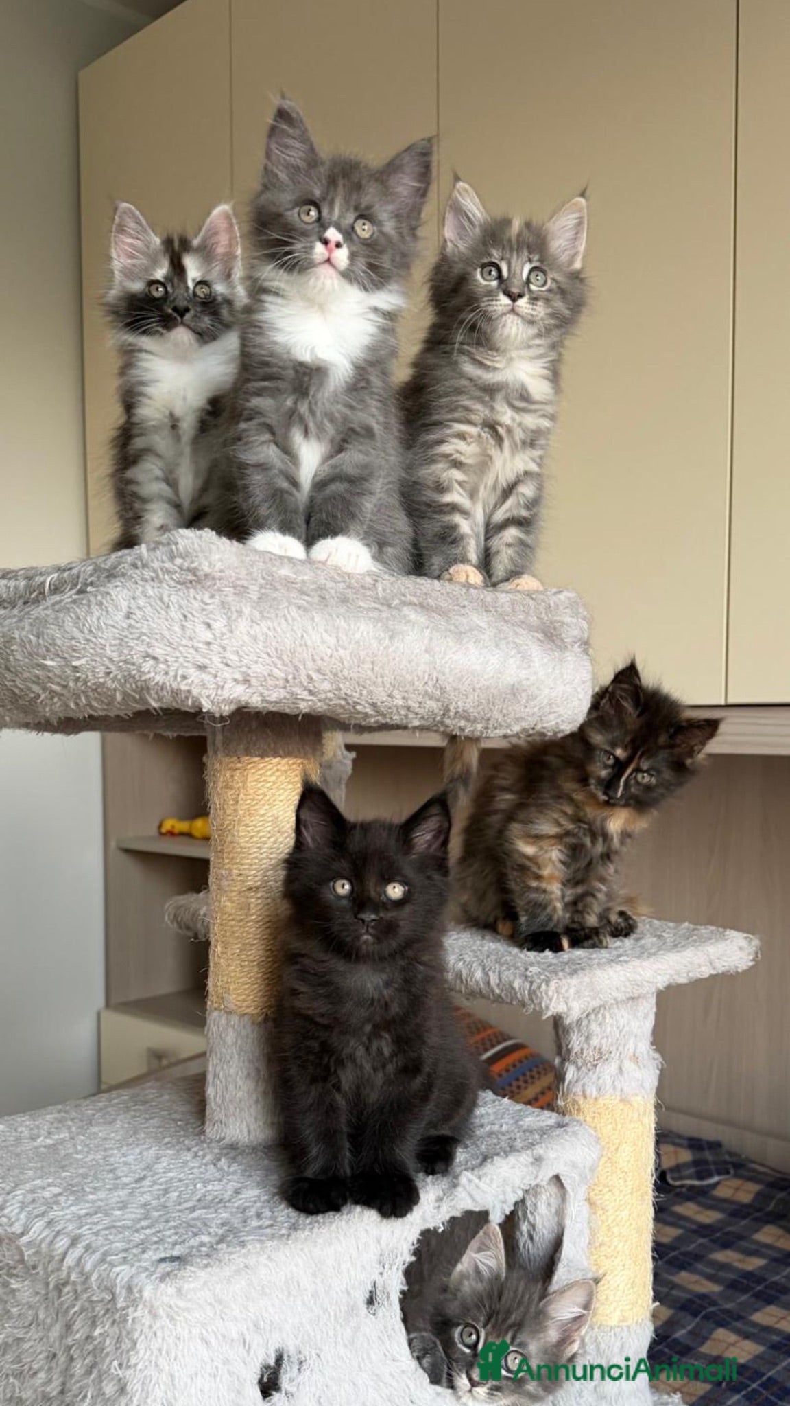 Maine Coon gatti Cuccioli maine coon con pedigree - Annuncio 1