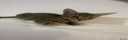 Europeo gatti in regalo: Minnie dolcissima micina tigrata - Annuncio 3