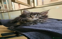 Maine Coon gatti in vendita: Cuccioli Maine Coon a Provincia di Treviso - Immagine 10