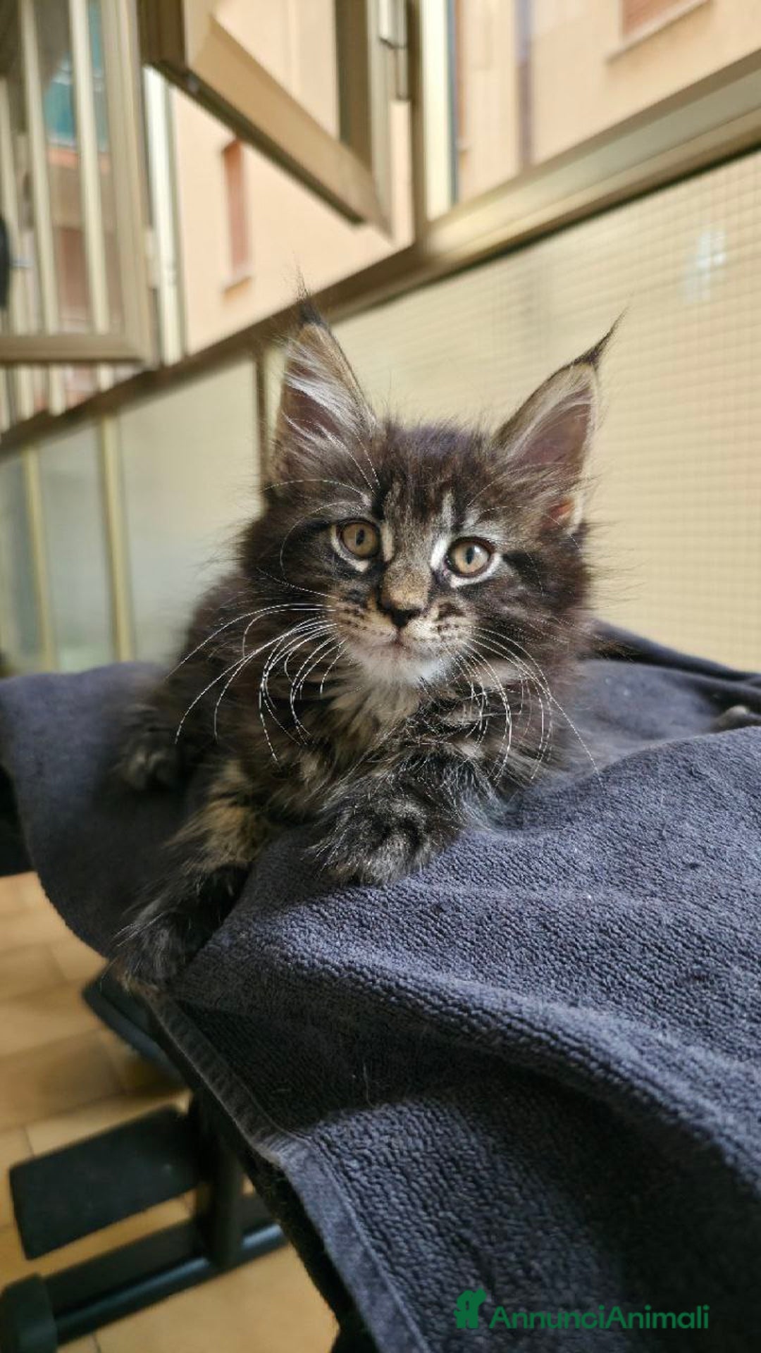 Maine Coon gatti in vendita: Cuccioli Maine Coon a Provincia di Treviso - Immagine 10