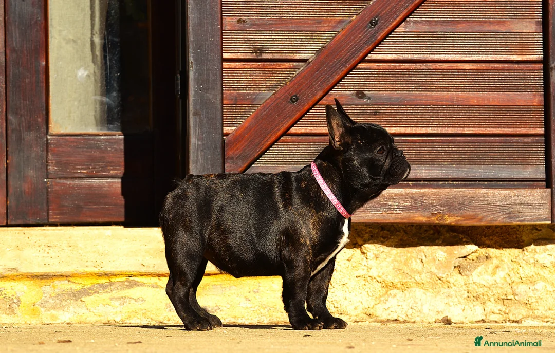 Bulldog Francese cani in vendita: Femmina Bringee  - Annuncio 6