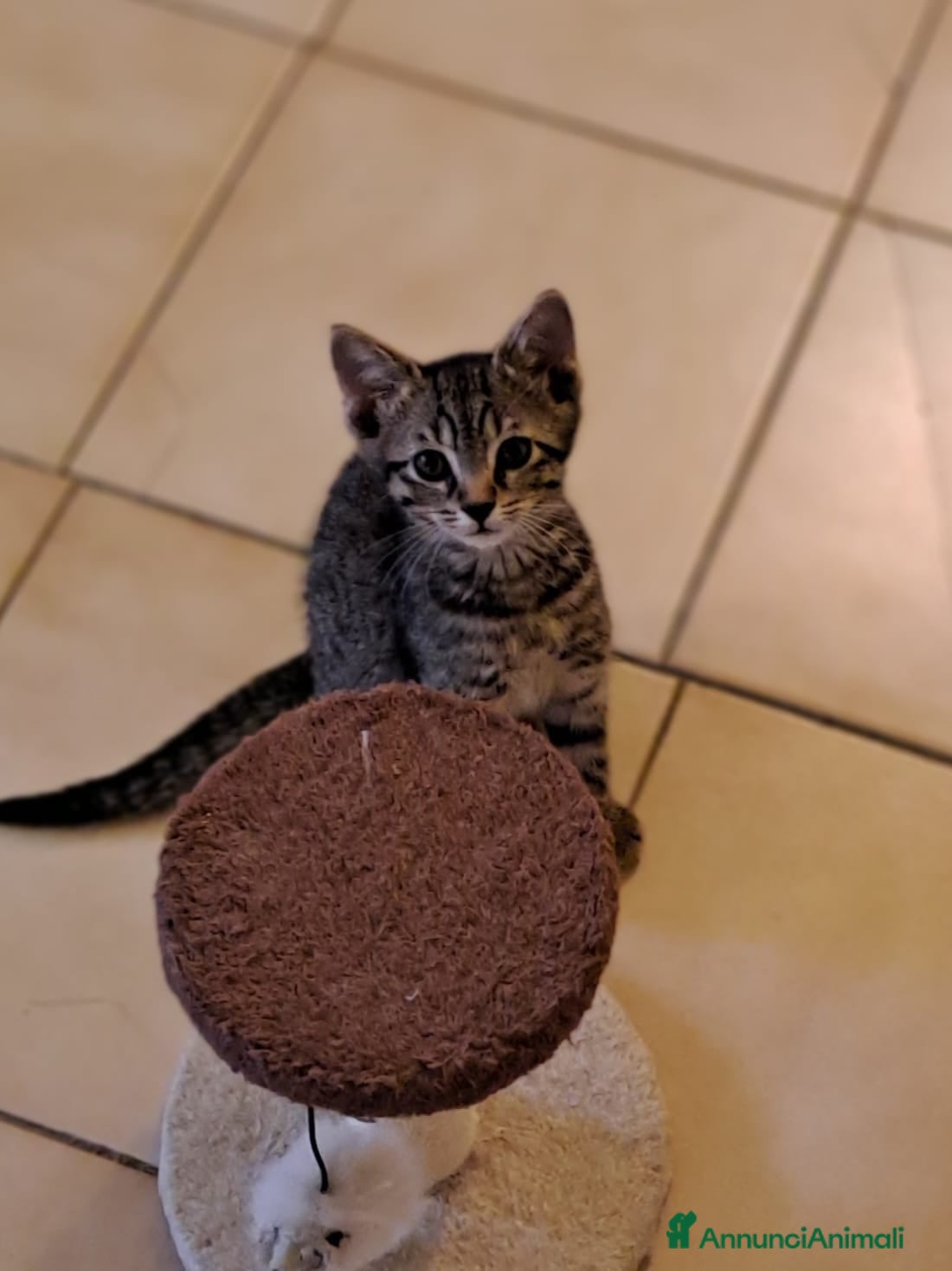 Europeo gatti Tigratino stupendo  - Annuncio 2