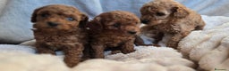 Barboncino Toy cani in vendita: Cucciola Barboncino Toy pedegree Enci  - Annuncio 11