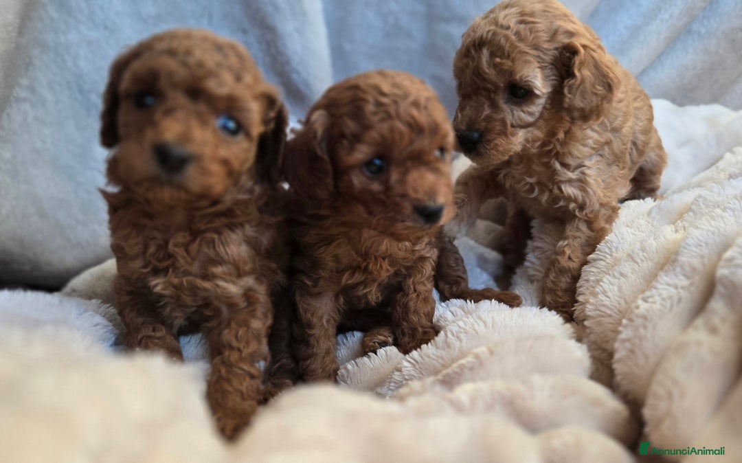 Barboncino Toy cani in vendita: Cucciola Barboncino Toy pedegree Enci  - Annuncio 11