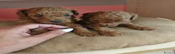 Barboncino Toy cani in vendita: Barboncini mini toy - Annuncio 8