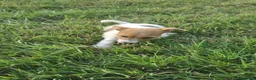 Jack Russell cani in vendita: Cuccioli jack russell terrier pelo liscio e ruvido - Annuncio 6