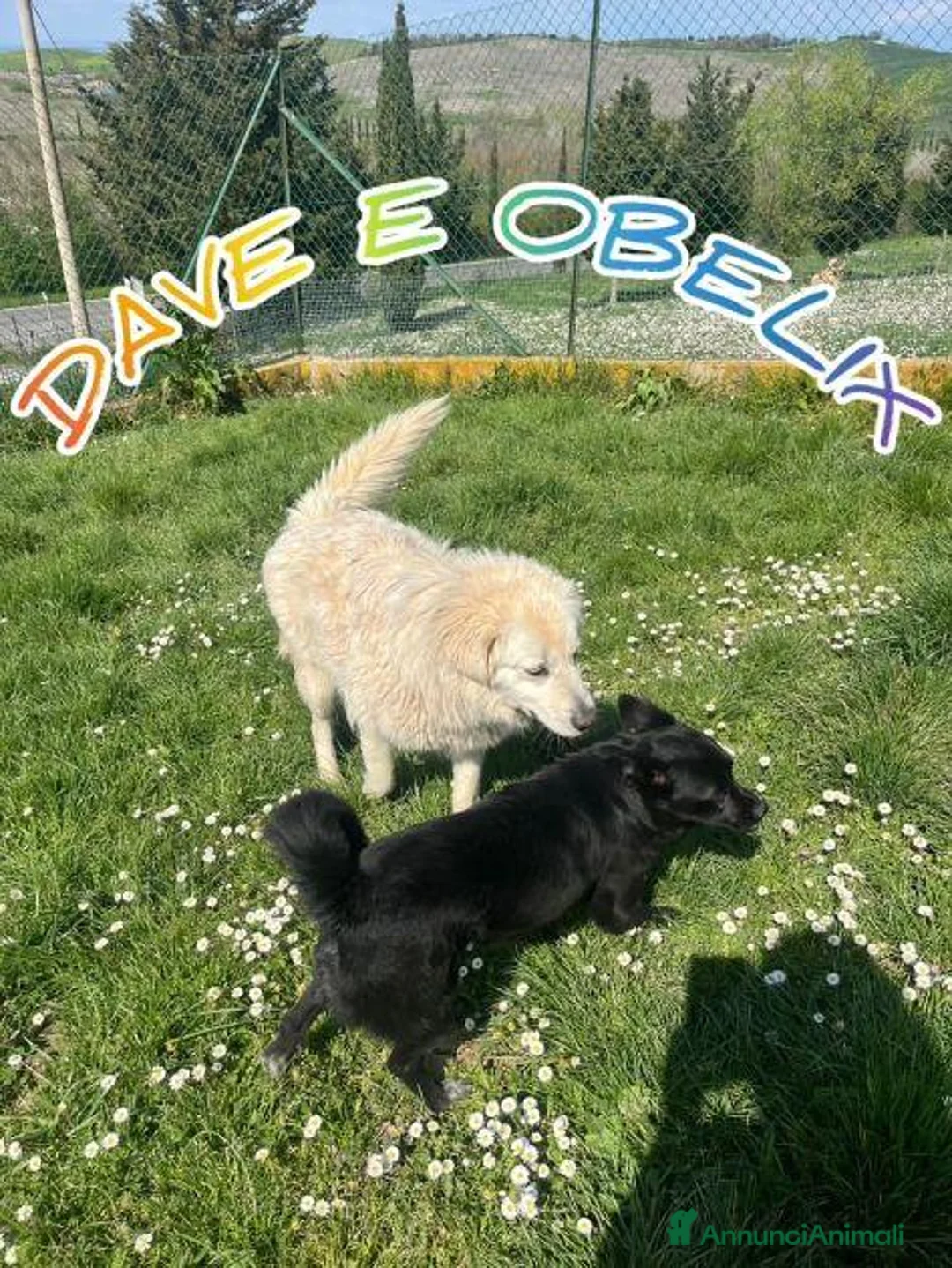 Meticcio cani in regalo: OBELIX giovane simpatico piccoletto a Città Metropolitana di Firenze - Annuncio 2