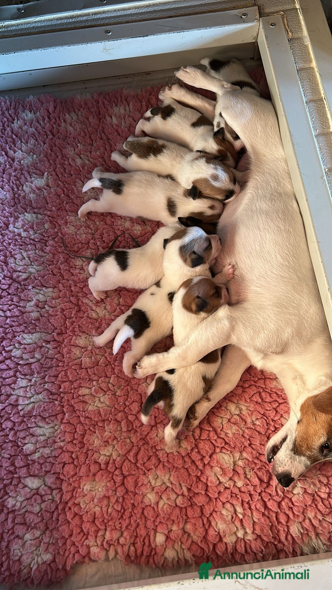 Jack Russell cani in vendita: Cuccioli Jack Russell Terrier, pelo liscio - Annuncio 1