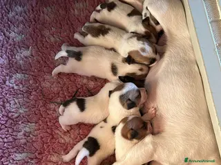 Jack Russell cani Cuccioli Jack Russell Terrier, pelo liscio - Annuncio 2