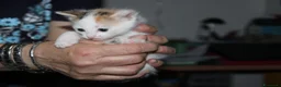 Meticcio gatti in regalo: Freija and baby - Annuncio 3