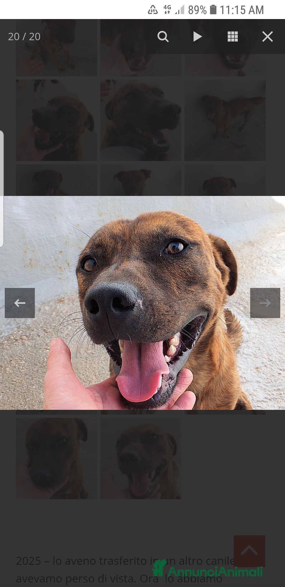 Pitbull cani ADOZ.DEL CUORE:simil pit, sorridente,bravo e buono - Annuncio 32