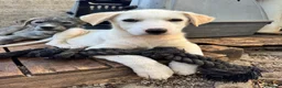 Meticcio cani in regalo: Albin a Provincia di Ferrara - Annuncio 3