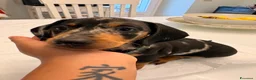 Bassotto Nano cani in vendita: Cuccioli di bassotto a pelo corto Arlecchino  - Annuncio 10