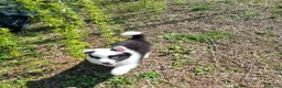 Border Collie cani in vendita: Ultimi 3 border collie  - Annuncio 6