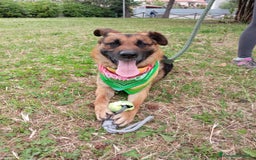 Meticcio cani in regalo: Russell, simil pastore tedesco!  a Provincia di Caserta - Immagine 5