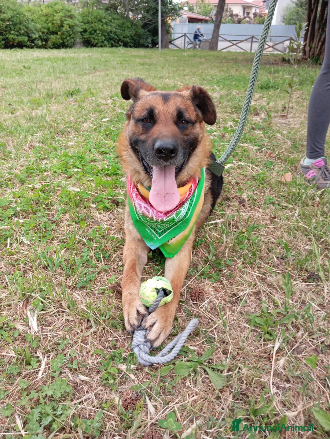 Meticcio cani in regalo: Russell, simil pastore tedesco!  a Provincia di Caserta - Immagine 5