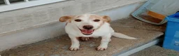 Meticcio cani in regalo: PICCINO - Annuncio 3