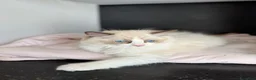 Ragdoll gatti in vendita: Cuccioli Ragdoll - Annuncio 3