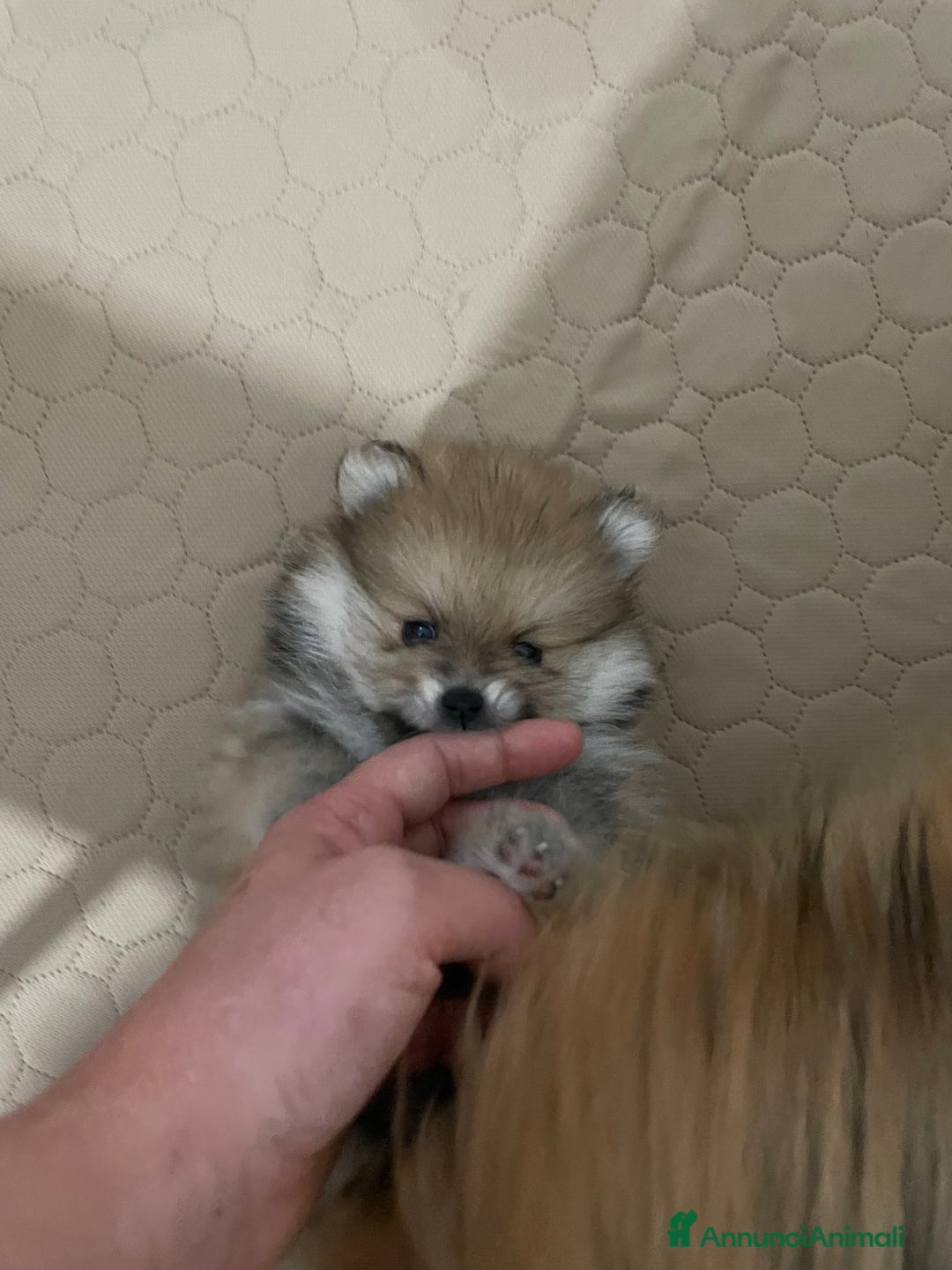 Volpino Pomerania cani in vendita: Spitz nano taglia mignon consegna a domicilio - Annuncio 10