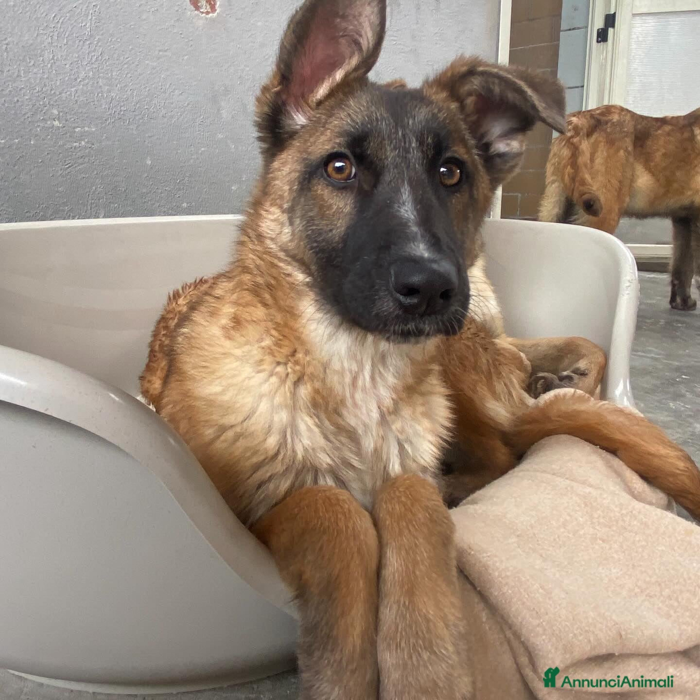 Meticcio cani DAFNE cucciolona incrocio pastore belga adozione - Annuncio 2