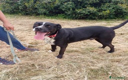 Meticcio cani per accoppiamento: LUCA, 2 ANNI a Provincia di Bergamo - Immagine 8