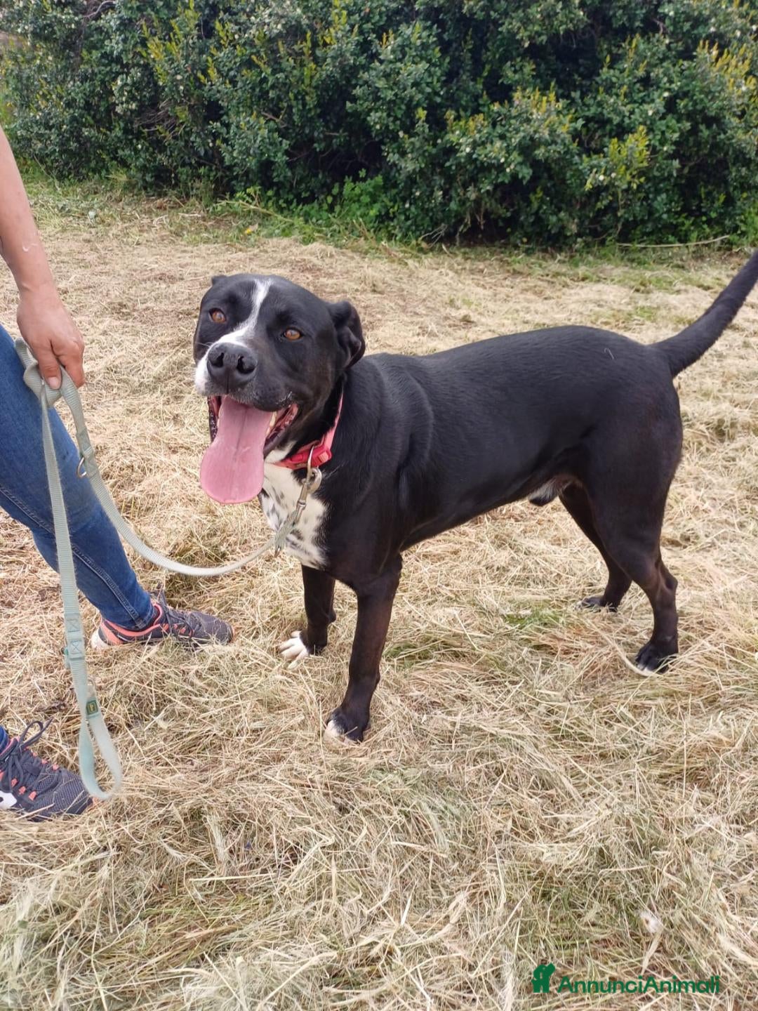 Meticcio cani per accoppiamento: LUCA, 2 ANNI a Provincia di Bergamo - Immagine 8