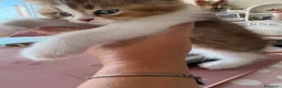 British gatti in vendita: meravigliosi cuccioli gattini British Shorthair  - Annuncio 3